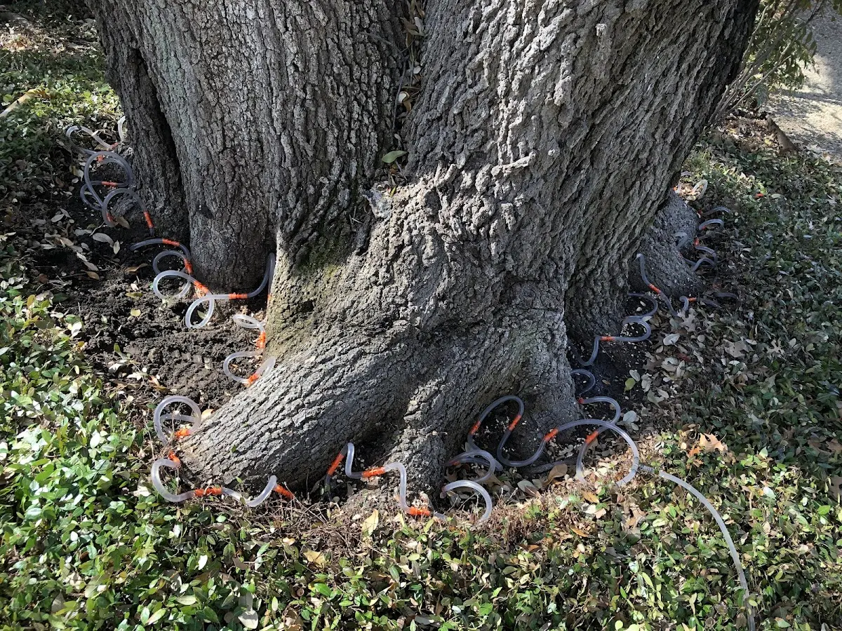 Detailed Tree Cabling and Bracing job site in Meadow