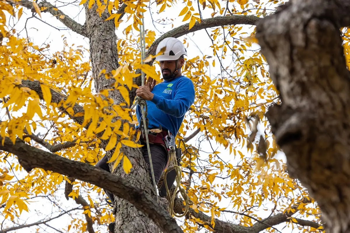Skilled Tree Planing crew working in Meadow
